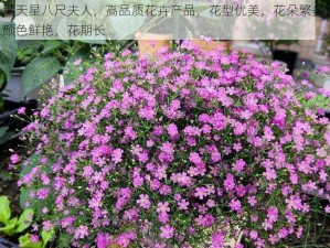 满天星八尺夫人，高品质花卉产品，花型优美，花朵繁多，颜色鲜艳，花期长