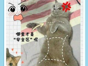 人气ねこふんじゃった踩到猫儿，让你的猫咪欲罢不能