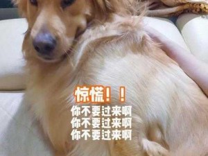 宠物宝：婆婆和我的狗老公怎么相处