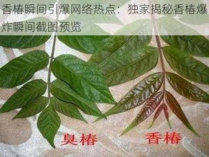 香椿瞬间引爆网络热点：独家揭秘香椿爆炸瞬间截图预览