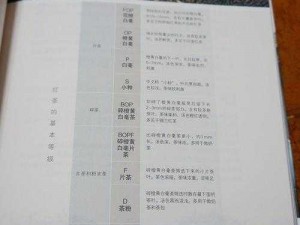 镜中人 OUT& IN 安装与配置手册：一步一览的全面指南