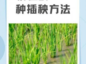 夫妻之间的 100 种插秧法——让夫妻生活更和谐的秘籍