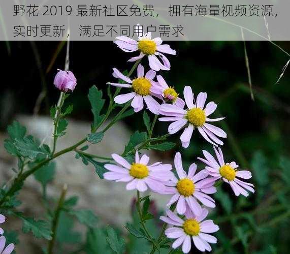 野花 2019 最新社区免费，拥有海量视频资源，实时更新，满足不同用户需求