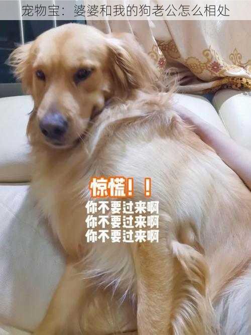 宠物宝：婆婆和我的狗老公怎么相处