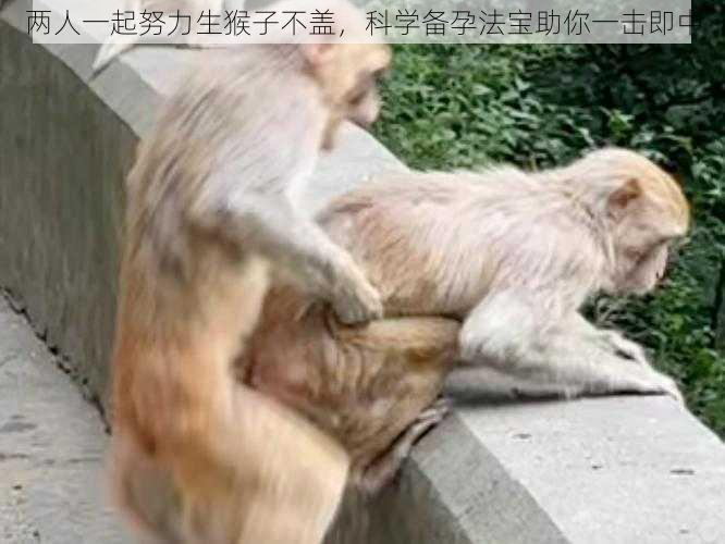 两人一起努力生猴子不盖，科学备孕法宝助你一击即中